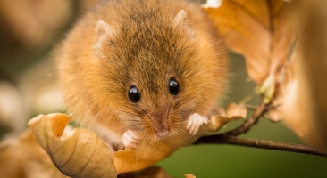 Harvest Mice