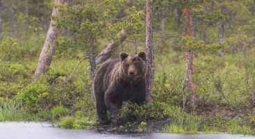 Brown Bears Finland June 2015