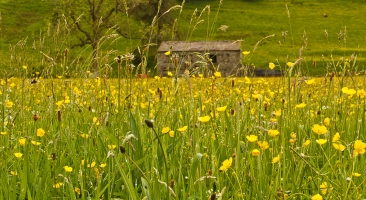 North Yorkshire Moors 2014