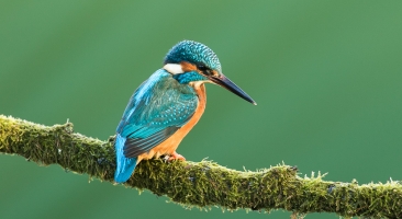 Kingfishers & Kestrels