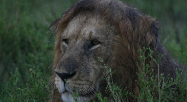 Masai Mara Kenya 2010