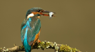 Kingfishers