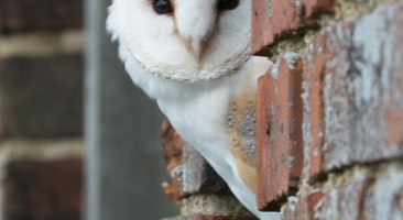 Birds of Prey Workshop Jul 2016