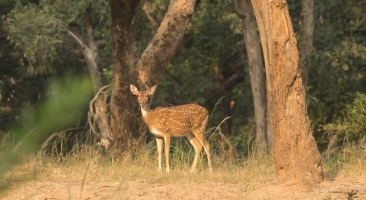 Bandhavgarh India 2014