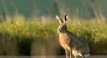 Brown Hares – Apr 2016